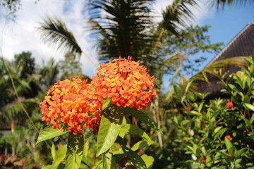 red Ixora flowers in tropical garden
