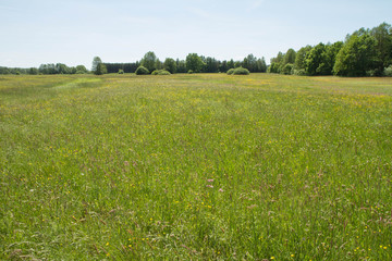 Wild flowers blooming in a meadow