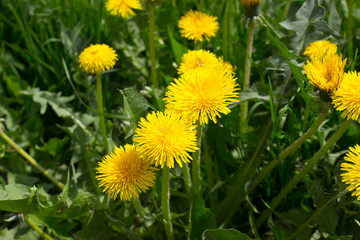 Dandelion