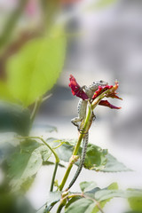 la lucertola arrampicatrice, si issa sopra il rametto della rosa alla ricerca di cibo.