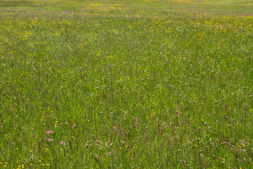 Wild flowers blooming in a meadow