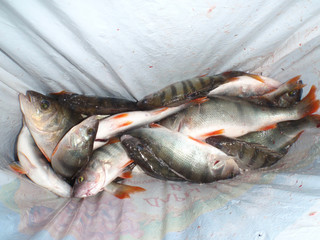 A lot of fresh perch fish only popoymonoy