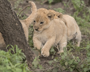 Adventurous Lion Cub