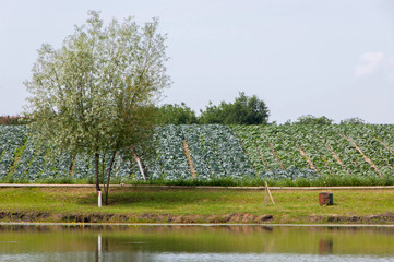 Obraz premium Field with cabbage