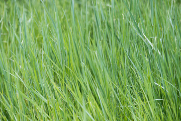 Obraz premium Grass Background