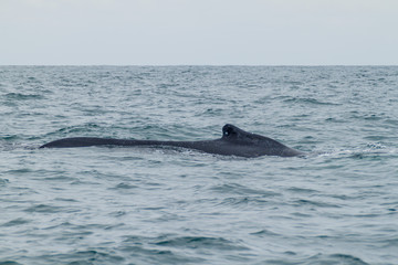 Fototapeta premium Humpback whale in Machalilla National Park, Ecuador