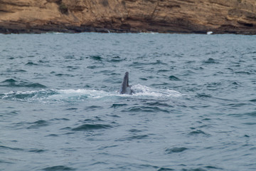 Naklejka premium Humpback whale in Machalilla National Park, Ecuador