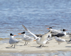 Caspian terns and laughing gulls on a sandbar