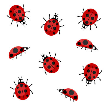 Ladybugs in different positions on a white background