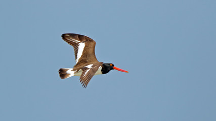 Oystercatcher flying againsy a blue sky