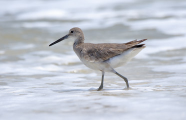 Willet walking in the surf