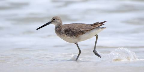 Willet walking in the surf