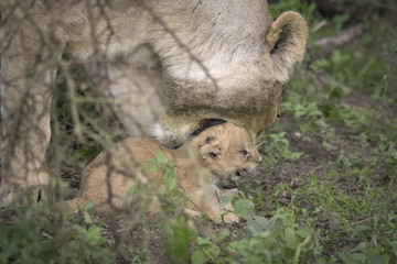 Lion Mama Moving Lion Cub