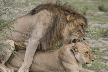 Lions Mating