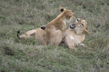 Roughhousing Lion Siblings, Serengeti