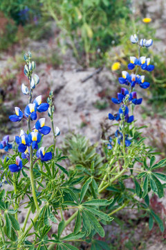 Lupinus mutabilis, species of lupin grown in the Andes, mainly for its edible bean. Near Quilotoa, Ecuador.