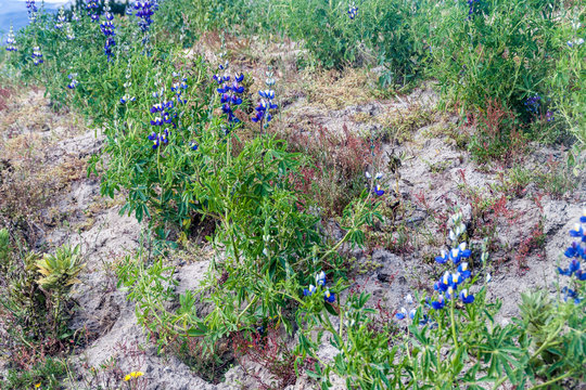 Field of Lupinus mutabilis, species of lupin grown in the Andes, mainly for its edible bean. Near Quilotoa, Ecuador.