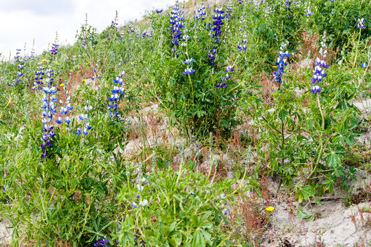 Field of Lupinus mutabilis, species of lupin grown in the Andes, mainly for its edible bean. Near Quilotoa, Ecuador.