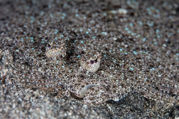 Peacock Flounder Camouflaged in Sand