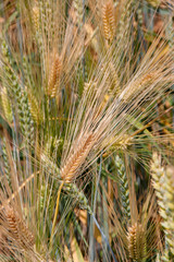 Field with wheat