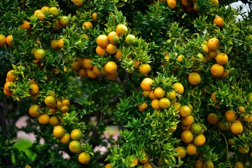 chinese orange or citrus tree, 