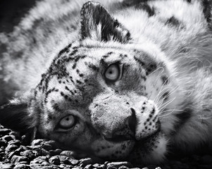 Snow leopard, irbis, black and white ( panthera uncia, uncia uncia)
