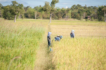 rice harvest in thailand province udon thani