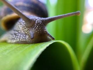 Escargot en gros plan