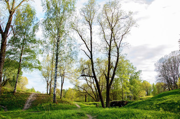 Overgrown landscape spring Park in Sunny day. A view of the trees and the lawned hilly terrain.