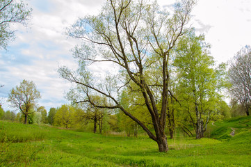 Summer landscape overgrown Park on a Sunny day. A view of the trees and the lawned hilly terrain.