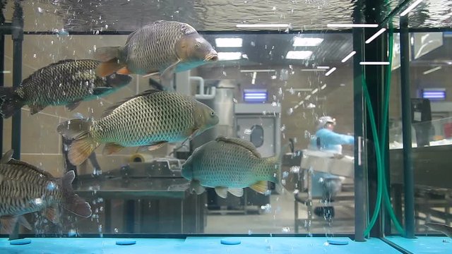 Fresh live freshwater fish floating in an aquarium
