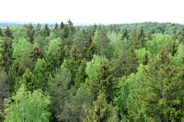 Pine forest