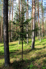 Pine forest