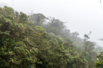 Cloud forest in National Park Podocarpus in southern Ecuador