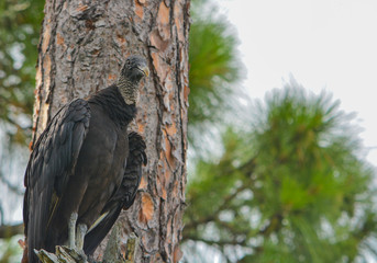 A black vulture (coragyps atratus) in a tree at McGough Nature Park in Largo, Florida.