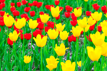 Yellow and red tulips flowers background
