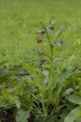 Common comfrey (Symphytum officinale)
