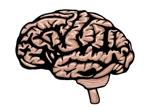 Cartoon colored brain