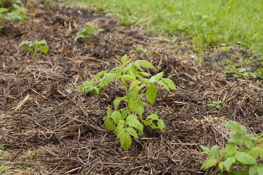 Young green raspberries in the spring with a straw mulch