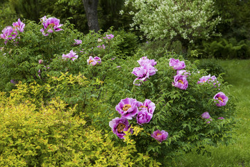 Paeonia Suffruticosa in a summer garden