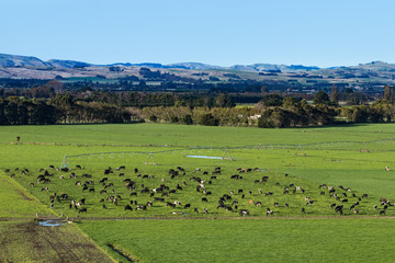 Fototapeta na wymiar Dairy Farming New Zealand