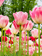 beautiful colored tulips on a field, postcard or greetingcard for motherday and easter
