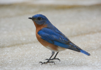 Bluebird on Ice