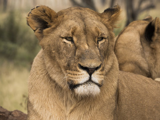 Lioness Head Shot