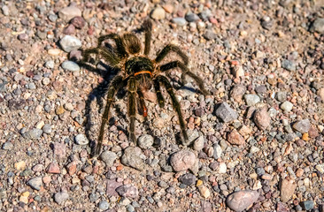 Hairy Patagonian Spider