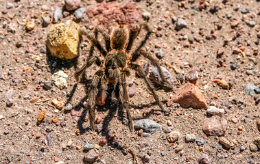 Hairy Patagonian Spider