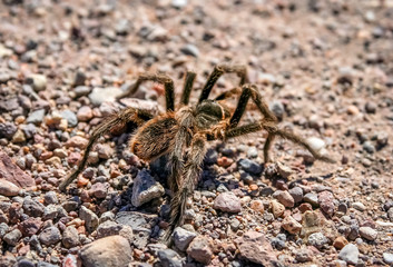 Hairy Patagonian Spider