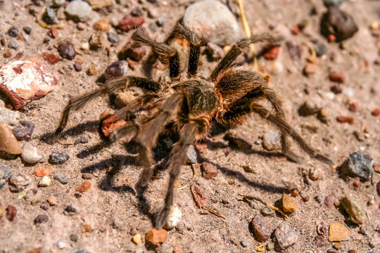 Hairy Patagonian Spider
