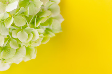 Hydrangea flowers on the background