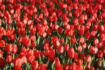 Fototapeta premium Beautiful red tulips